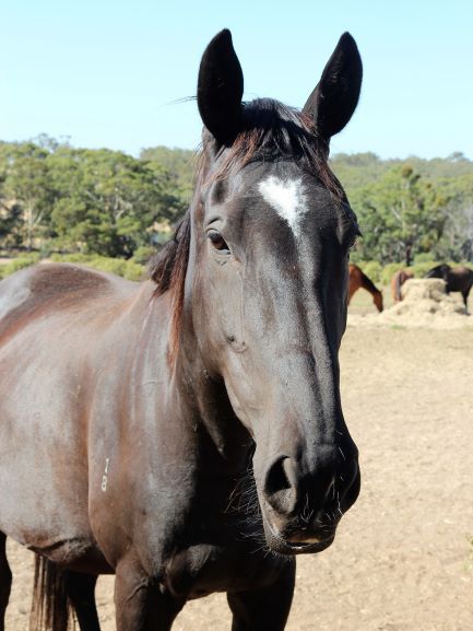 Kelly. 10yo black mare by Court Of Jewels. Broken in but not in work. Has not been to stud.
